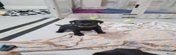 Labrador Retriever dogs for sale: Ready to leave! black KC Labrador Puppies - Advert 12