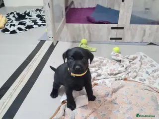 Labrador Retriever dogs Black & deep yellow/red KC Labrador Puppies - Advert 6