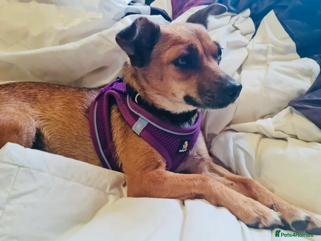 Mixed Breed dogs for sale: Sweet little nutmeg needs her forever home - Advert 1