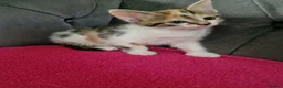 Mixed Breed cats for sale: 5 gorgeous kittens - Advert 8