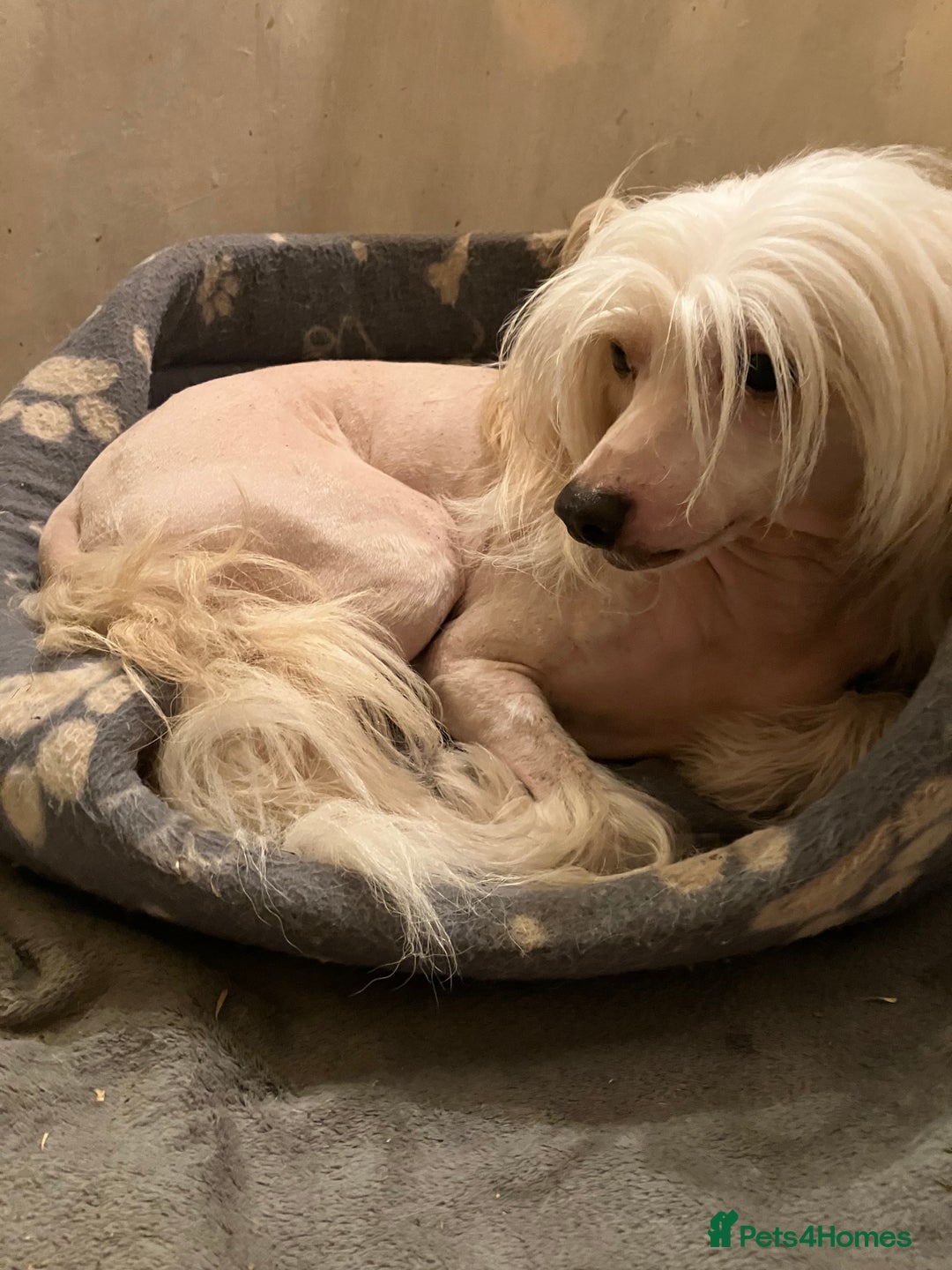 Chinese Crested dogs for stud: Cream/white Chinese crested stud - Advert 1