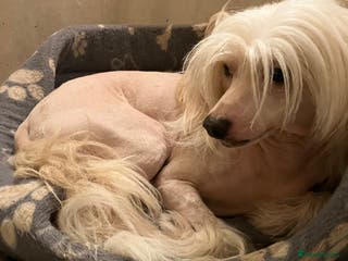 Chinese Crested dogs Cream/white Chinese crested stud - Advert 1