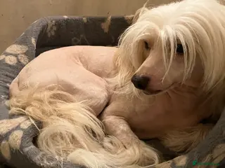 Chinese Crested dogs Cream/white Chinese crested stud - Advert 4