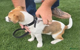 Jack Russell dogs for sale: Georgous 5 month old male jack russel - Image 8