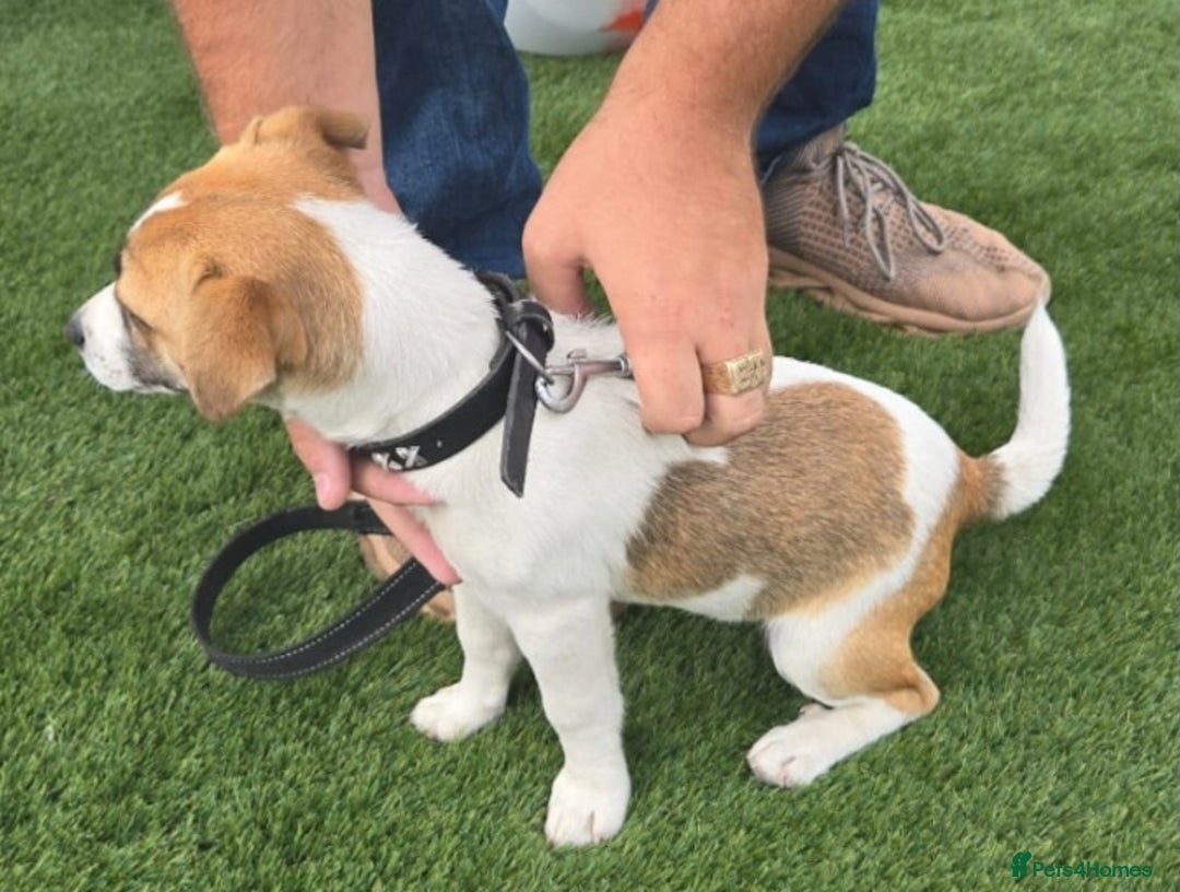 Jack Russell dogs for sale: Georgous 5 month old male jack russel - Image 8