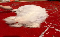 Maltese dogs for sale: Lolita is looking for a new loving family - Advert 10