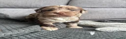 Sproodle dogs for sale: Quality f2b sproodles PRA Clear - Advert 14