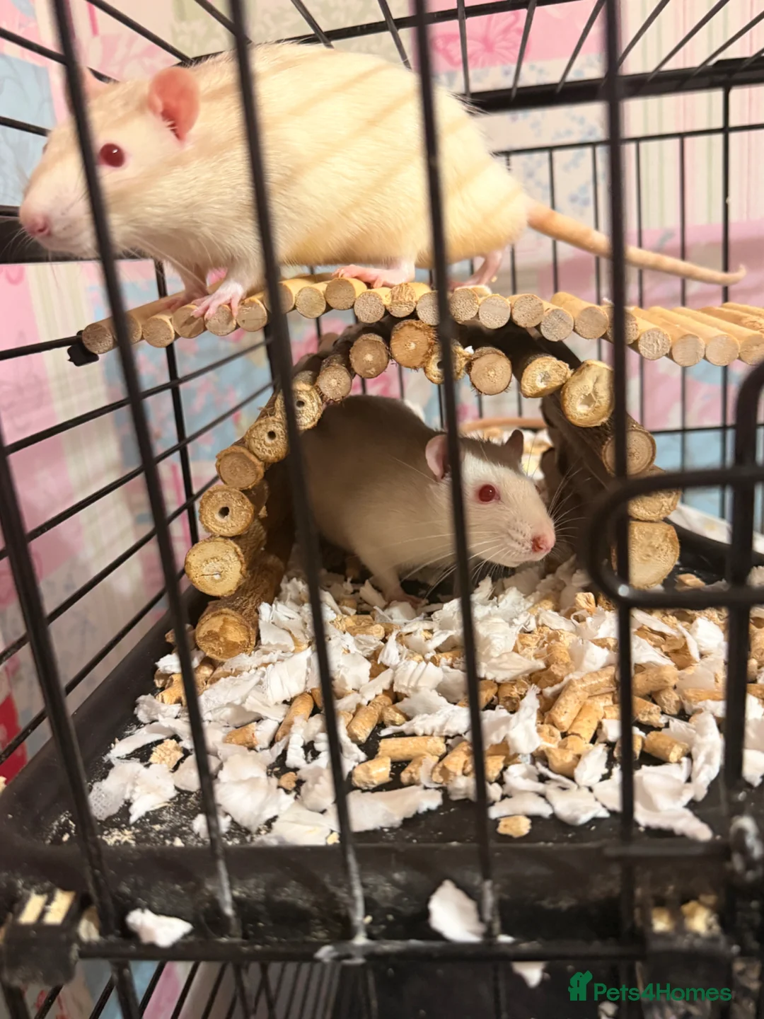 Rat rodents for sale: 2 male white rats and full cage for sale in Castleford - Advert 2