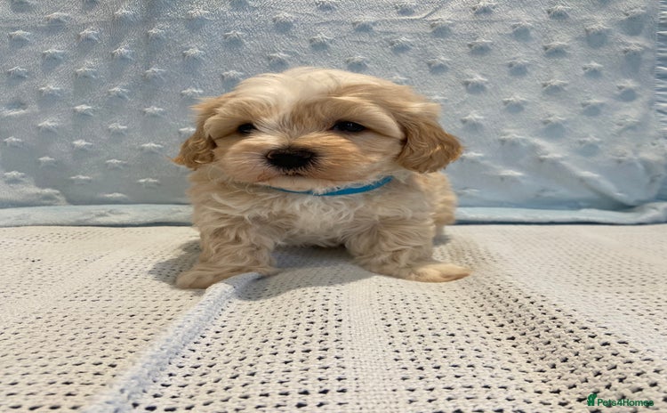 Maltipoo dogs 💖🐾Stunning health tested F1 maltipoo babies 🐾💖 - Advert 3