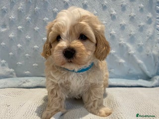 Maltipoo dogs 💖🐾Stunning health tested F1 maltipoo babies 🐾💖 - Advert 9