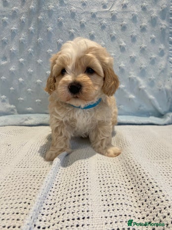 Maltipoo dogs 💖🐾Stunning health tested F1 maltipoo babies 🐾💖 - Advert 3