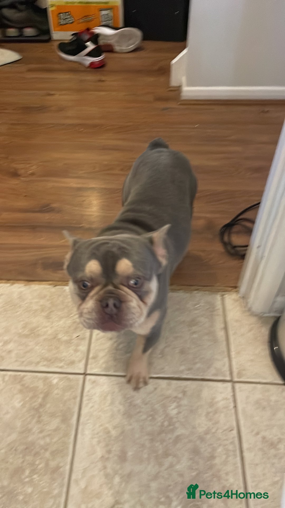 French Bulldog dogs for sale: French bulldog, male , Dexter - Advert 6