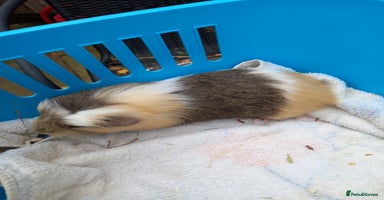 Guinea Pig rodents - Advert 11