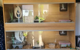 Corn Snake reptiles for sale: 2 corn snakes and vivaruims, complete set up. - Image 5