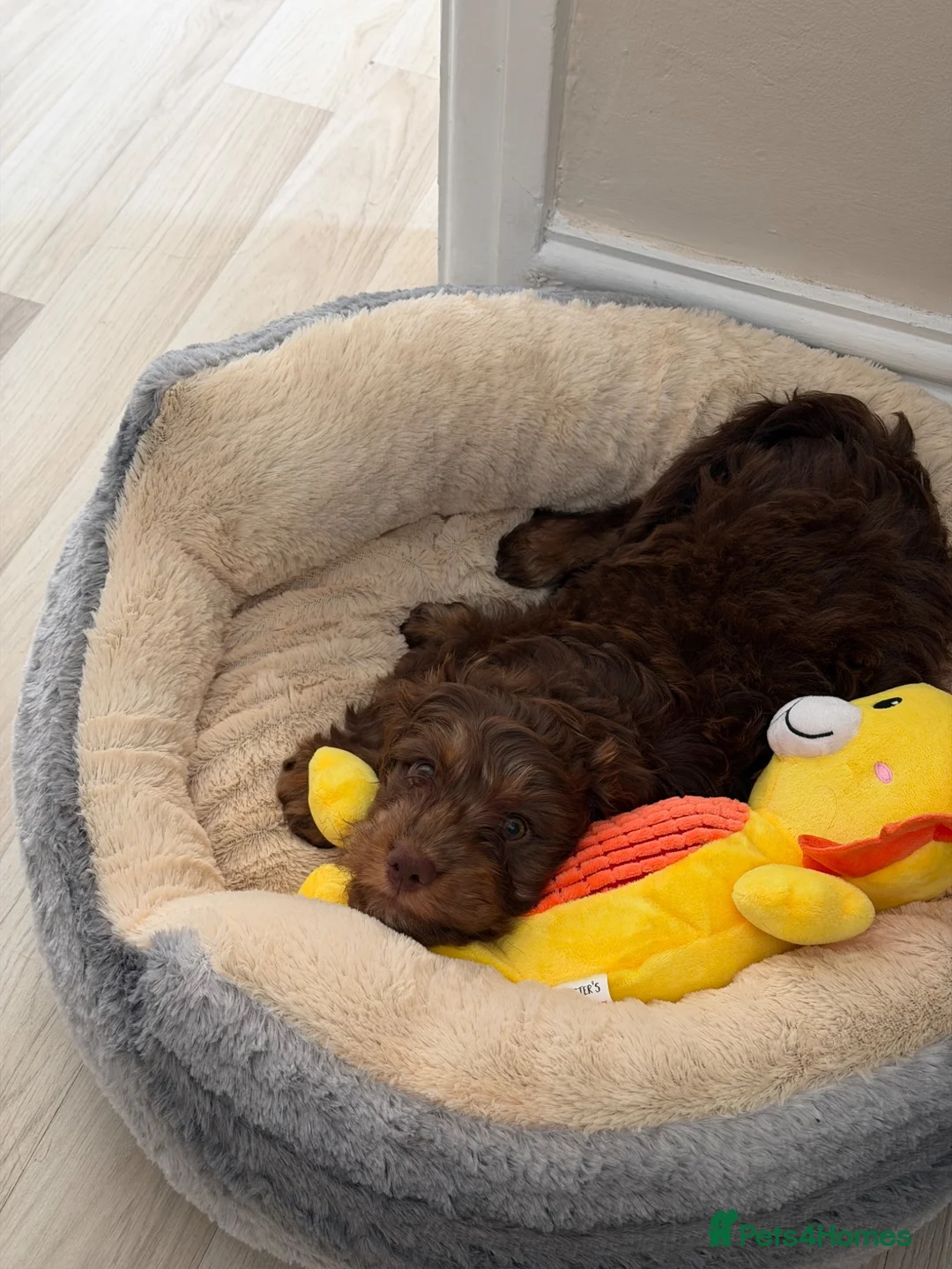 Cockapoo dogs for sale: F1 Cockapoo puppy - Junior - Advert 2