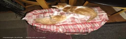 Mixed Breed cats for sale: GORGEOUS DOG AND HOOVER PROOF LONG HAIRED KITTENS - Advert 3