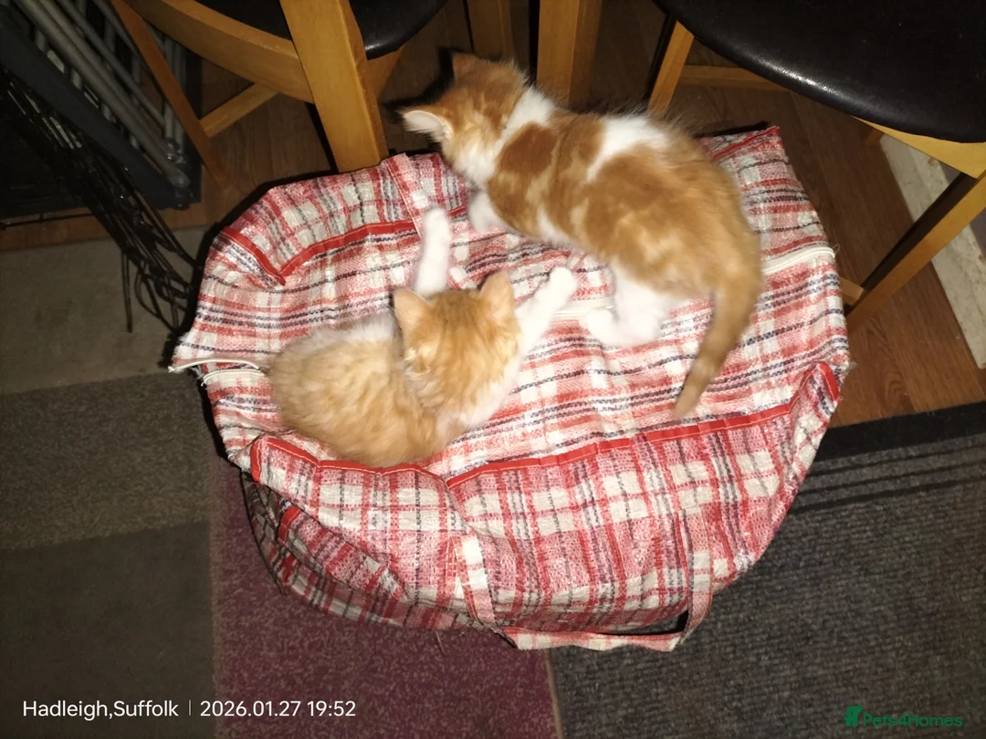 Mixed Breed cats for sale: GORGEOUS DOG AND HOOVER PROOF LONG HAIRED KITTENS - Advert 3