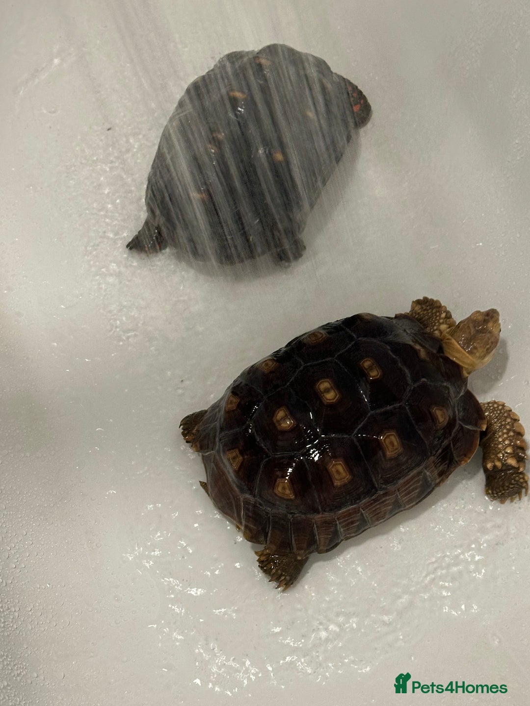 Tortoise reptiles for sale: Sulcata and Red Food Tortoise  - Advert 2