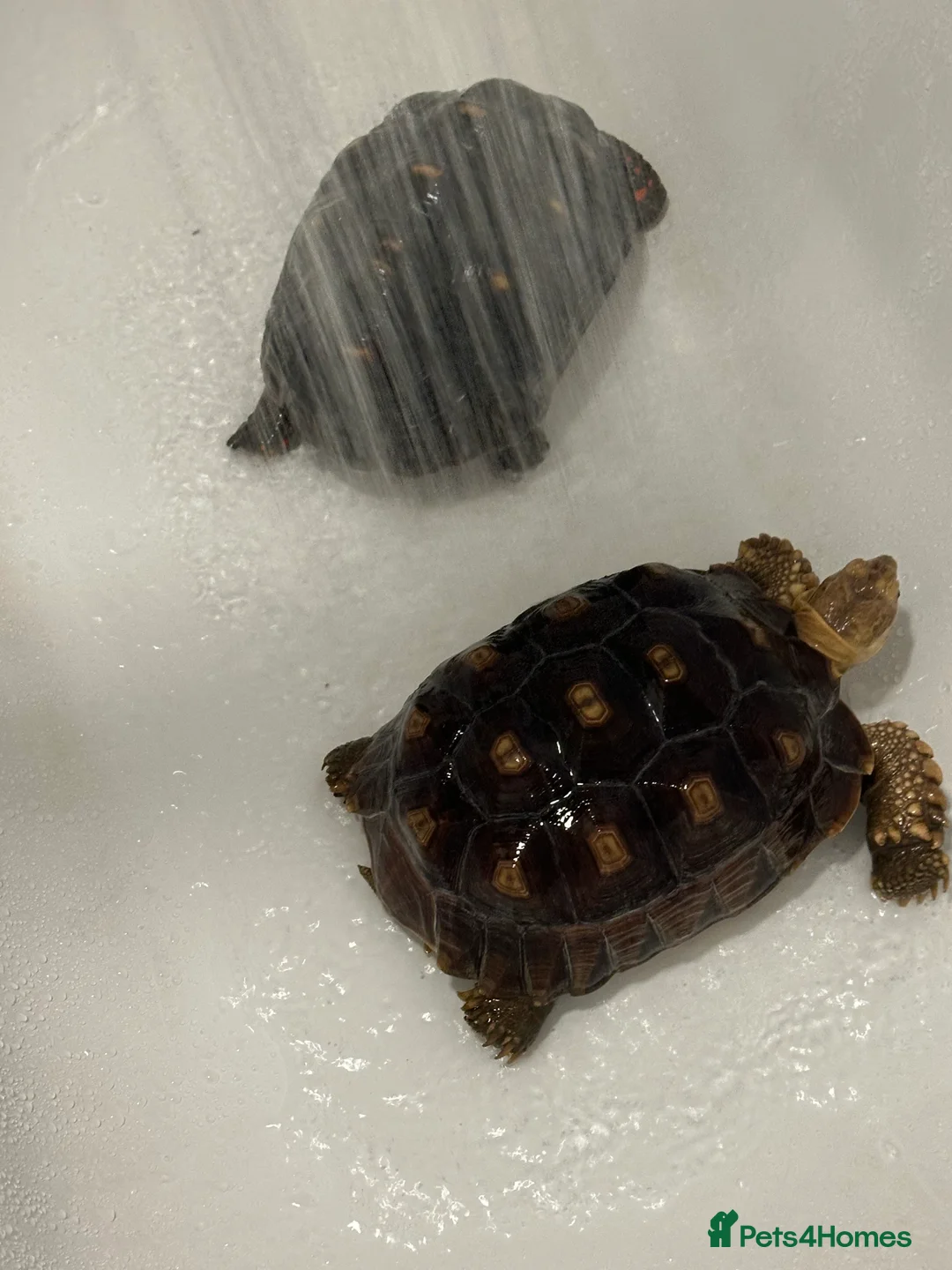 Tortoise reptiles for sale: Sulcata and Red Food Tortoise  - Advert 2