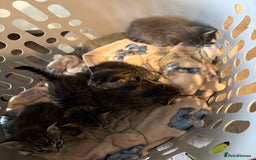 Domestic Shorthair cats for sale: Short Hair kittens  - Image 6
