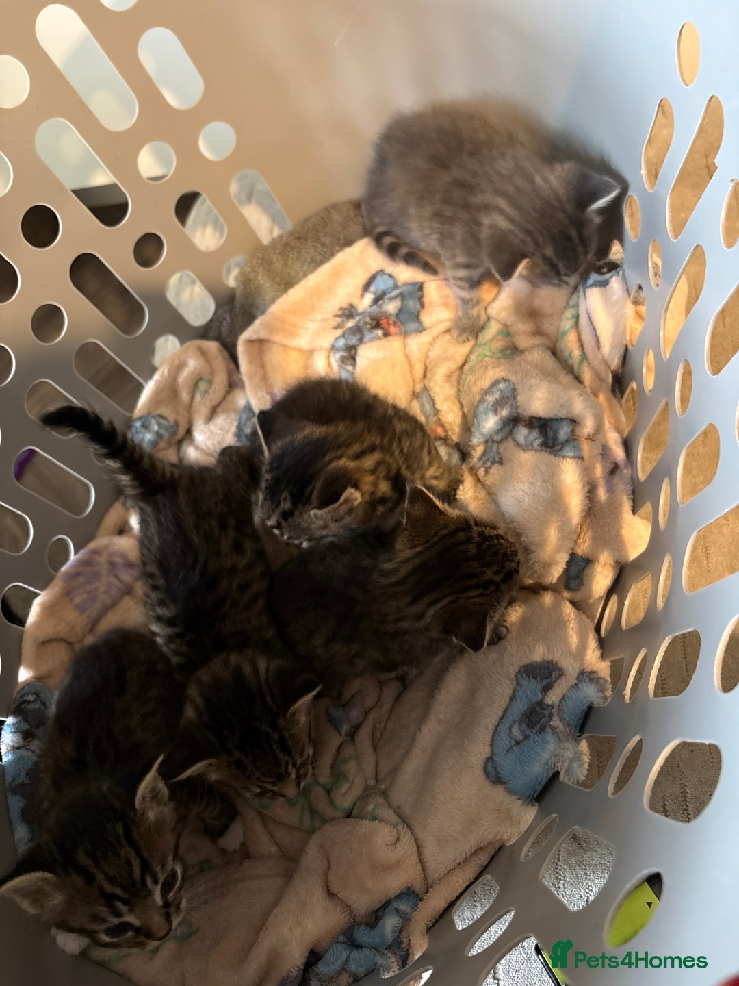 Domestic Shorthair cats for sale: Short Hair kittens  - Image 6