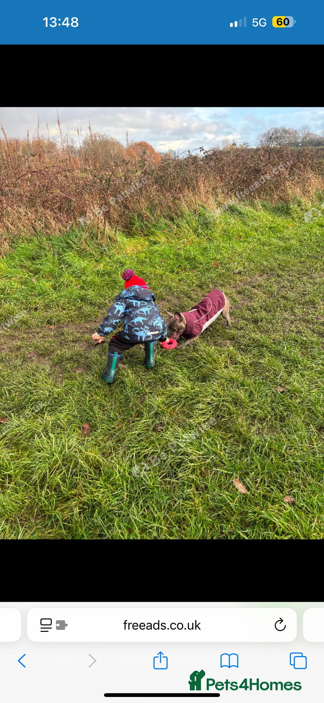 French Bulldog dogs for sale: 2 year old Female French Bulldog  in Brighouse - Advert 2