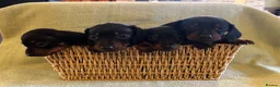 Miniature Dachshund dogs for sale: 4 Miniature Dachsund Puppies (2 Male & 2 Female) - Advert 4