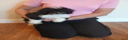 Cockapoo dogs for sale: Cockapoo puppies  - Advert 13