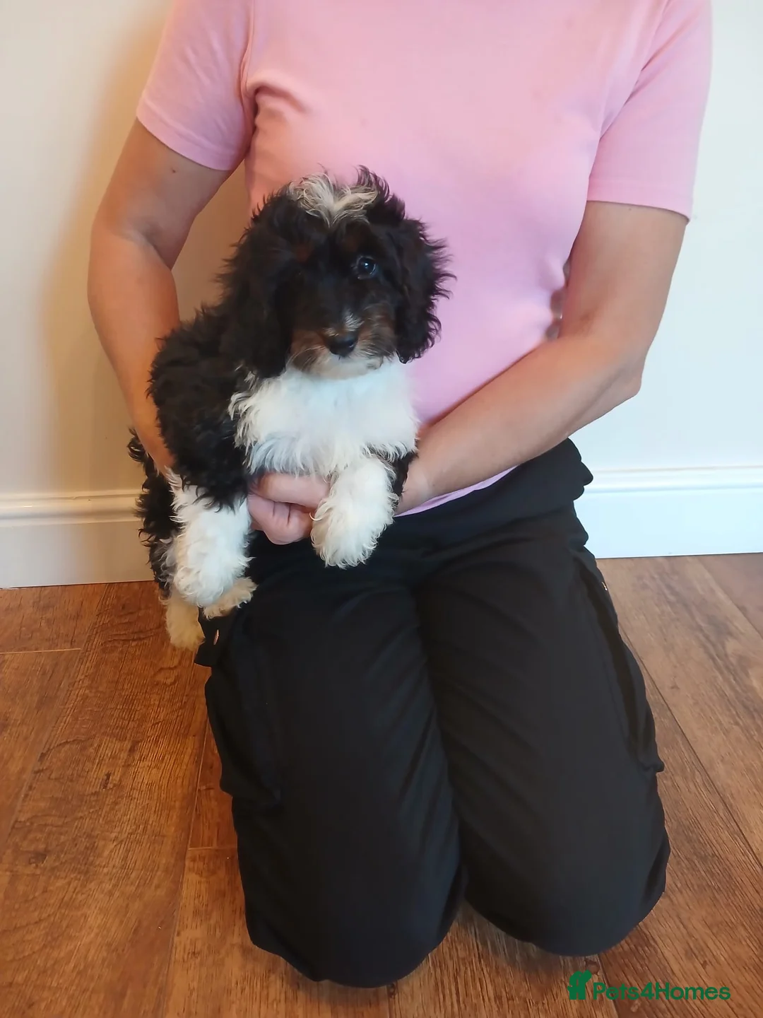 Cockapoo dogs for sale: Cockapoo puppies  - Advert 13