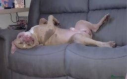 Mixed Breed dogs for sale: Looking for a new home - Image 3
