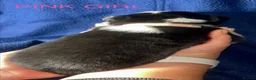 Border Collie dogs for sale: GORGEOUS BORDER COLLIE PUPPIES - Advert 5