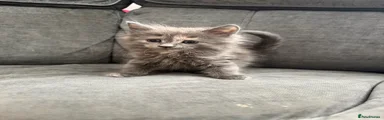 Maine Coon Kitten 2