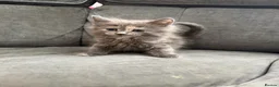 Maine Coon cats for sale: Mainecoon kittens  - Advert 12