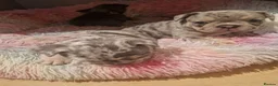 French Bulldog dogs for sale: French bulldog puppies looking for home in Tipton - Advert 5