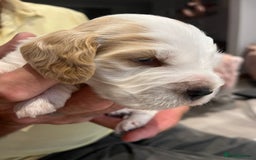 Cocker Spaniel dogs for sale: Beautiful Orange Roan/ Sable Puppies  - Image 13
