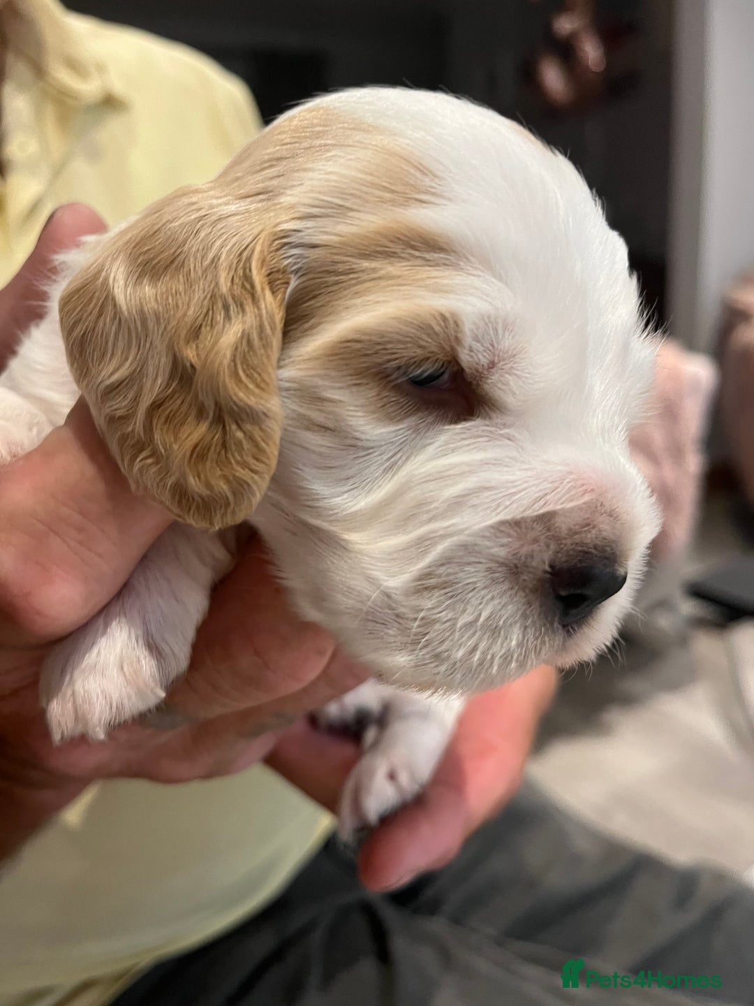 Cocker Spaniel dogs for sale: Beautiful Orange Roan/ Sable Puppies  - Image 13