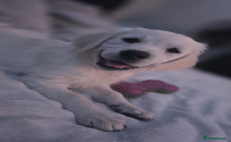 Golden Retriever dogs - Advert 1