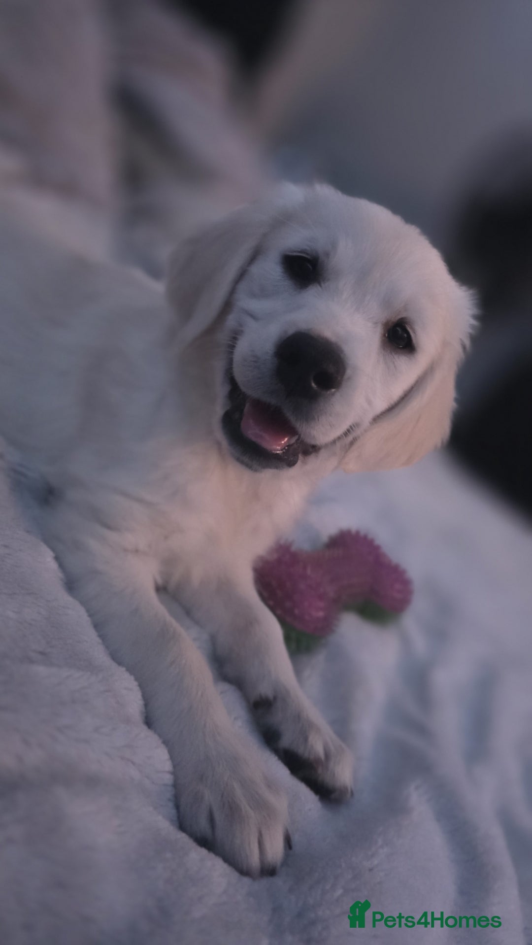 Golden Retriever dogs for sale: Female golden for sale  - Image 1