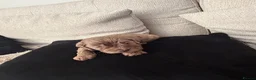Cockapoo dogs for sale: Beautiful F1B cockapoo puppies  in Wolverhampton - Advert 17