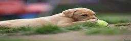 Labrador Retriever dogs for sale: KC registered Working Line Yellow Labrador Puppies in King's Lynn - Advert 7