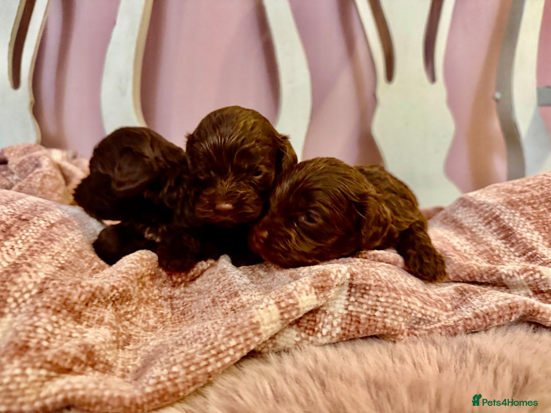 Cockapoo dogs for sale: Lovely American Cockapoo Pups Chocolates & Merles  - Advert 15