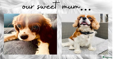 Cavalier King Charles Spaniel dogs - Advert 3