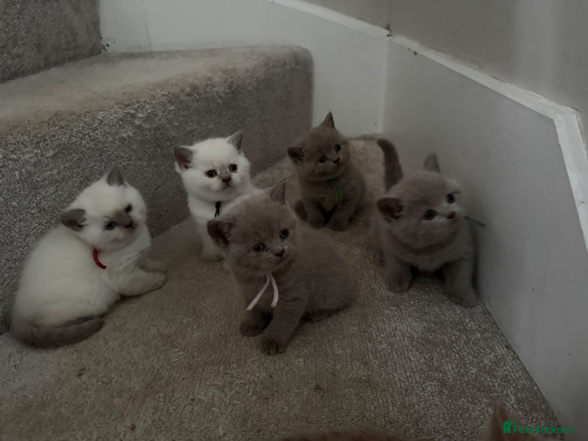 British Shorthair cats Stunning GCCF-Registered British Shorthair Kittens - Advert 1