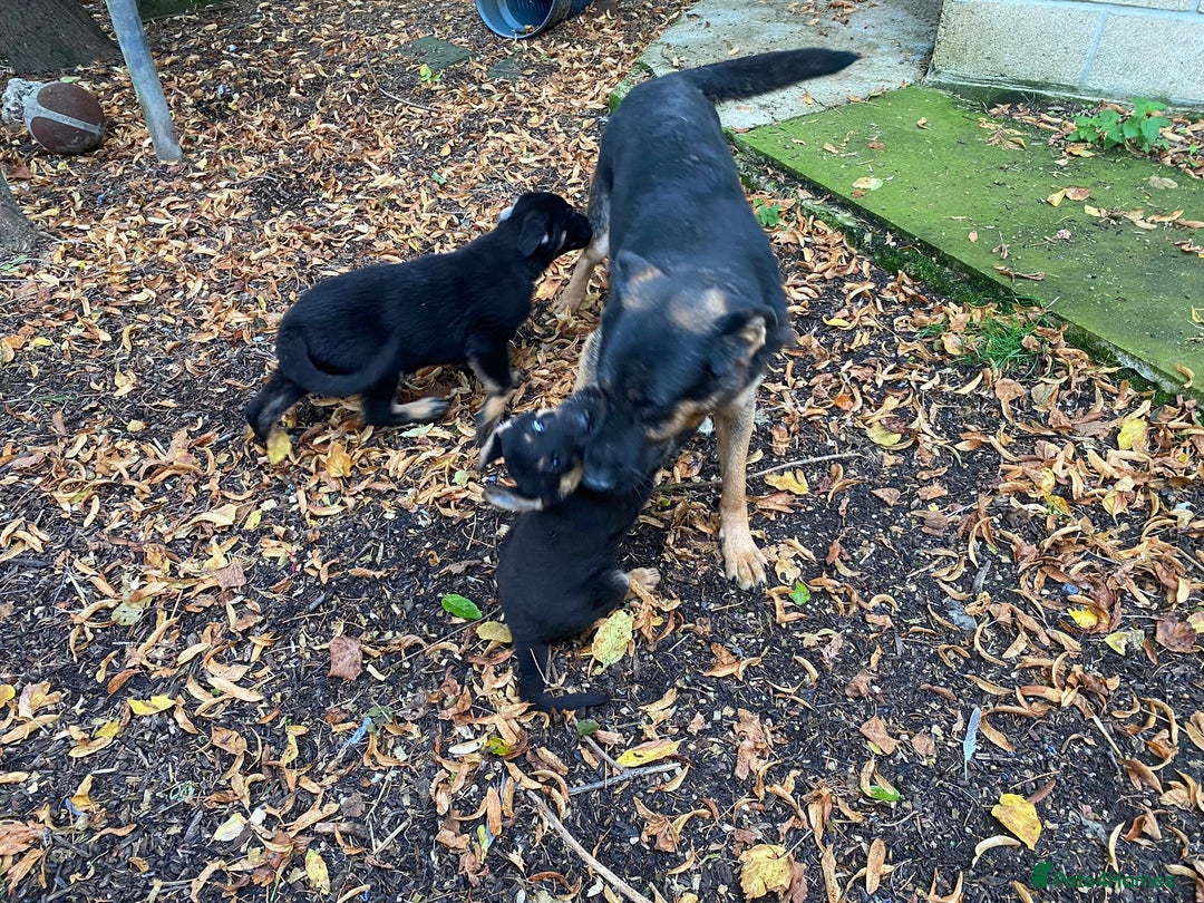 German Shepherd dogs for sale: 3yr old German Shepherd lady needing loving home - Advert 3