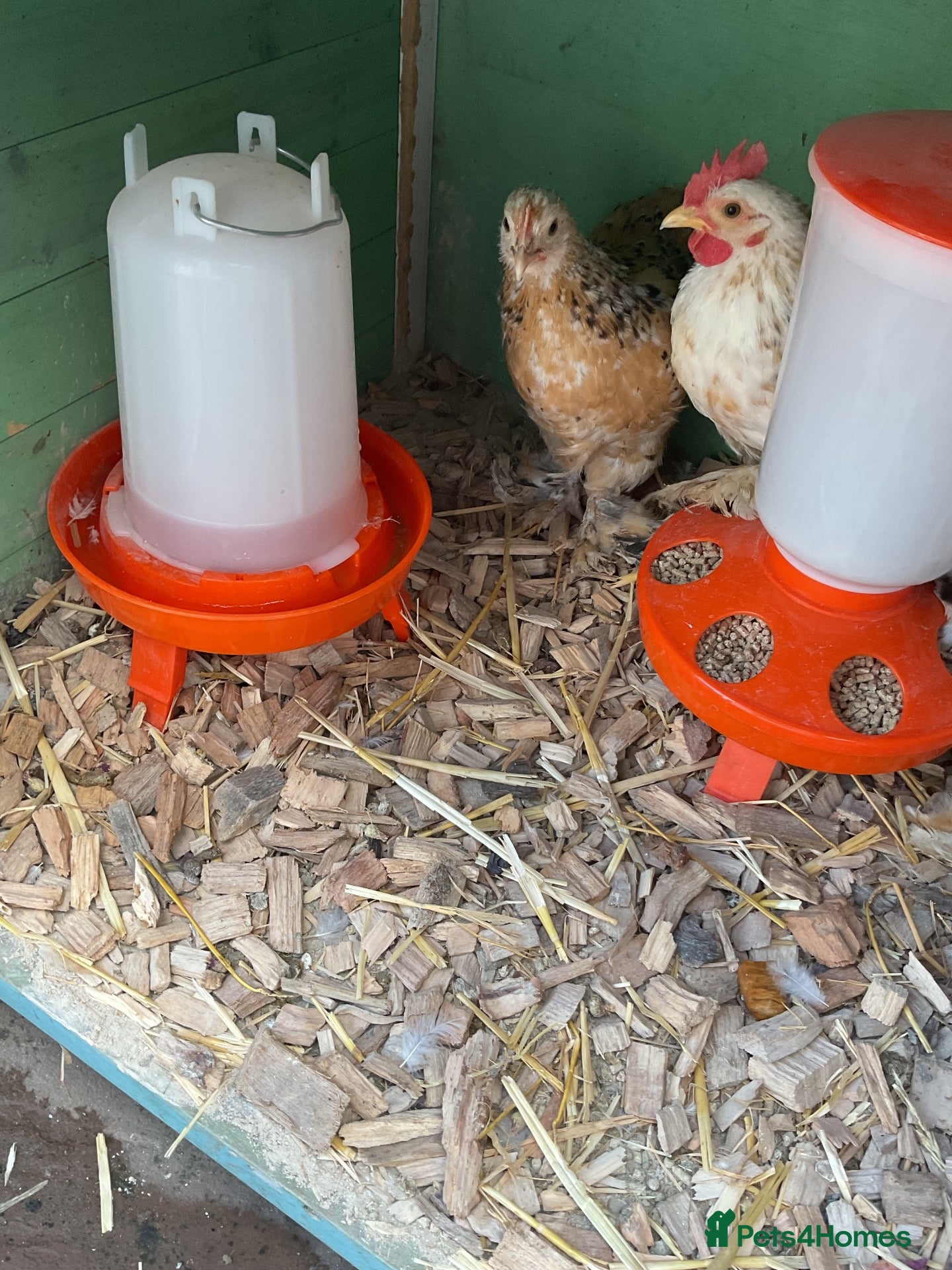 Chickens poultry PEKIN PAIR X 2 - Advert 2