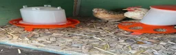 Chickens poultry for sale: PEKIN PAIR X 2 in Blackpool - Advert 1