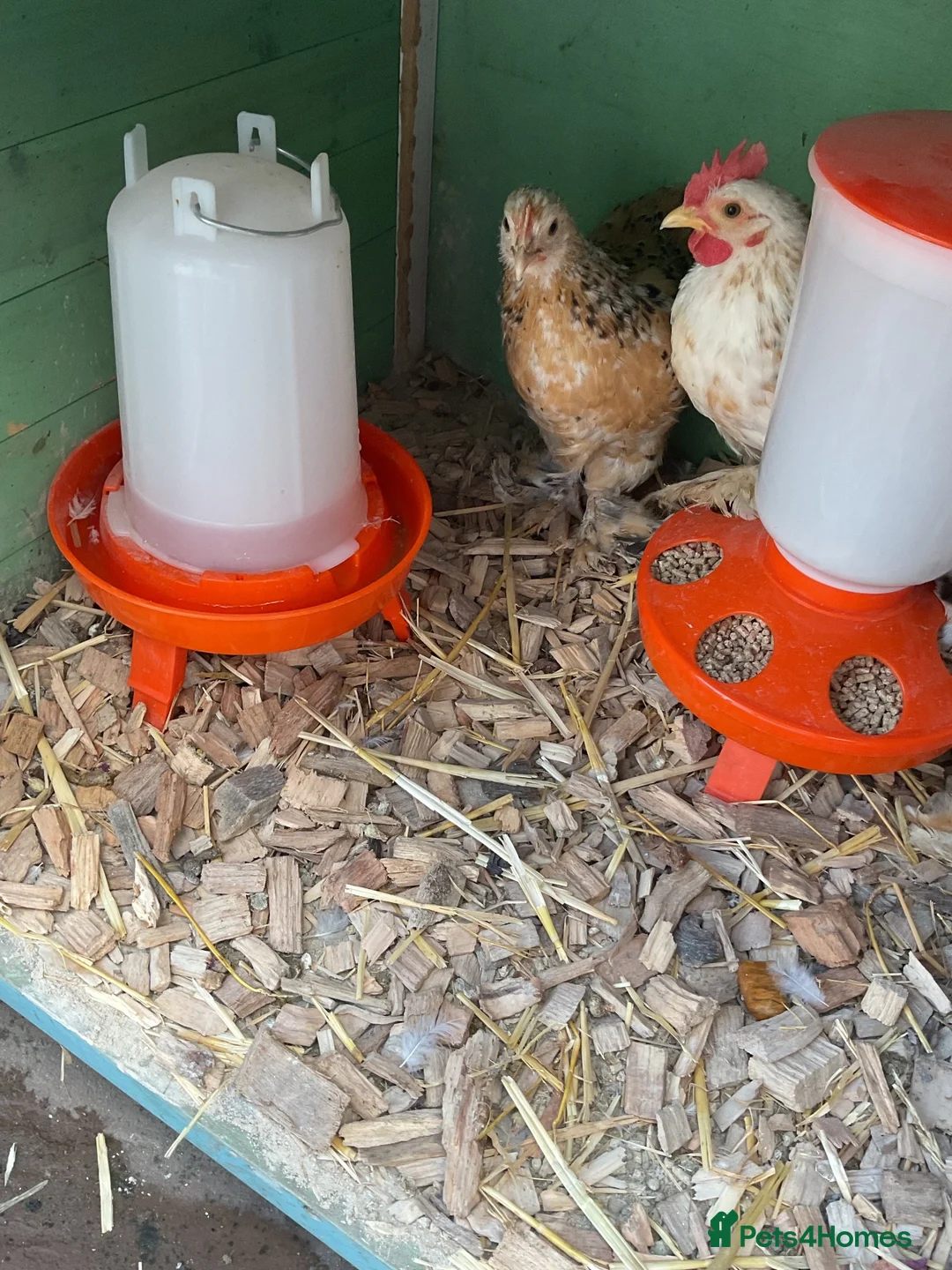 Chickens poultry for sale: PEKIN PAIR X 2 in Blackpool - Advert 1