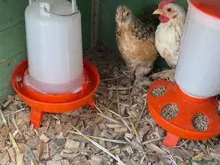 Chickens poultry PEKIN PAIR X 2 - Advert 4