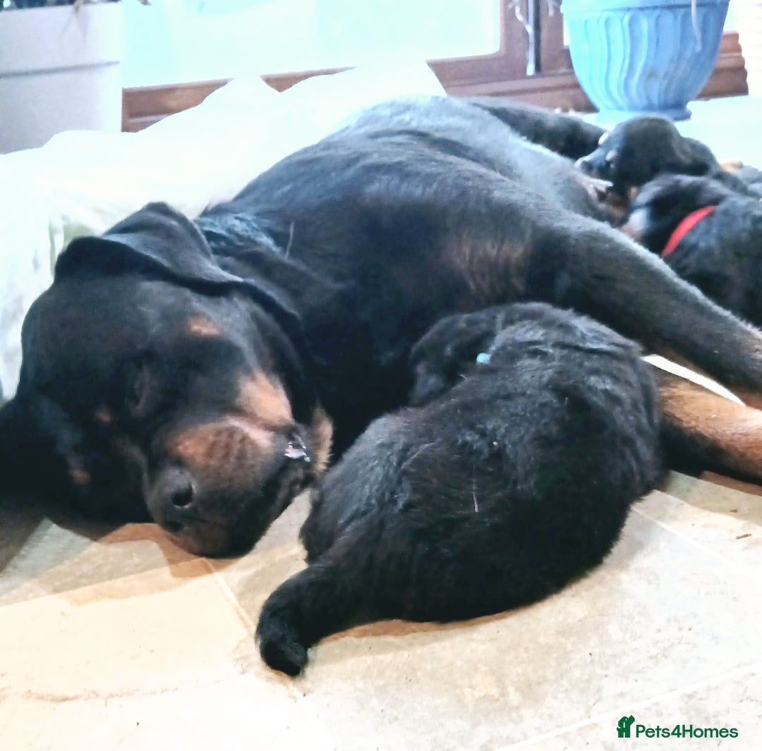 Rottweiler dogs for sale: Rottweiler Puppies for Sale - Advert 10