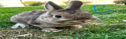 Netherland Dwarf rabbits for sale: Netherland Dwarf rabbits for sale  - Advert 6